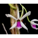 Leptotes bicolor