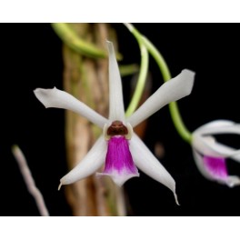 Leptotes bicolor