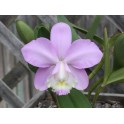 Cattleya loddigesii