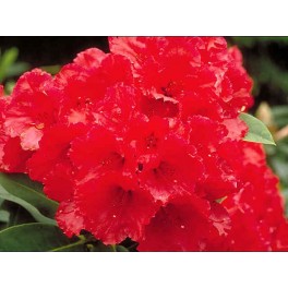Red Jack